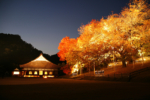 閑谷学校の夜の紅葉の写真